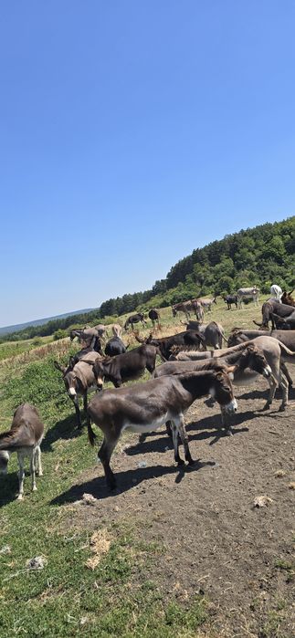 Magarite de vanzare cu pui si gestante