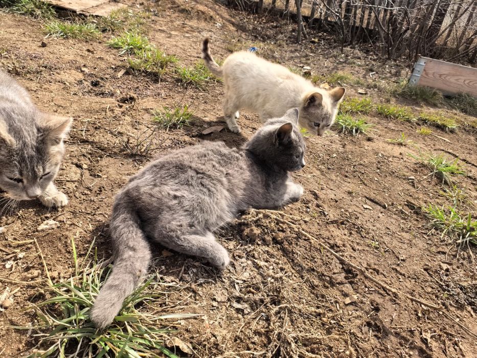 Отдам даром котят