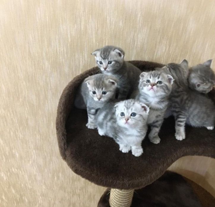 Вислоушки скоттиш фолд!