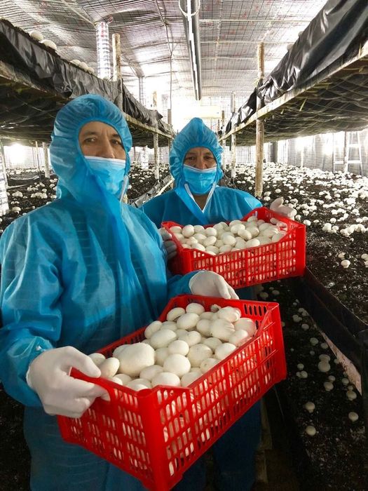 Шампиньон бизнесини ургатамз кампост митцелй хамаси бор