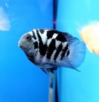 Сапфировый попугай "Голубая панда"