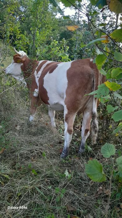 Vând vaca la prima fătare