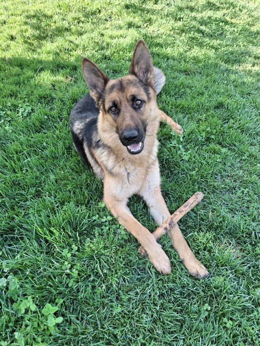 немецкая овчарка