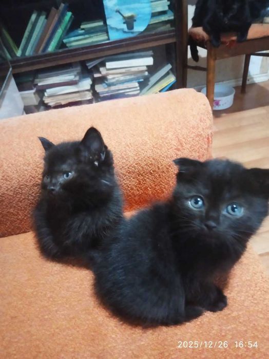 Котята в добрые руки. Смотрите фото