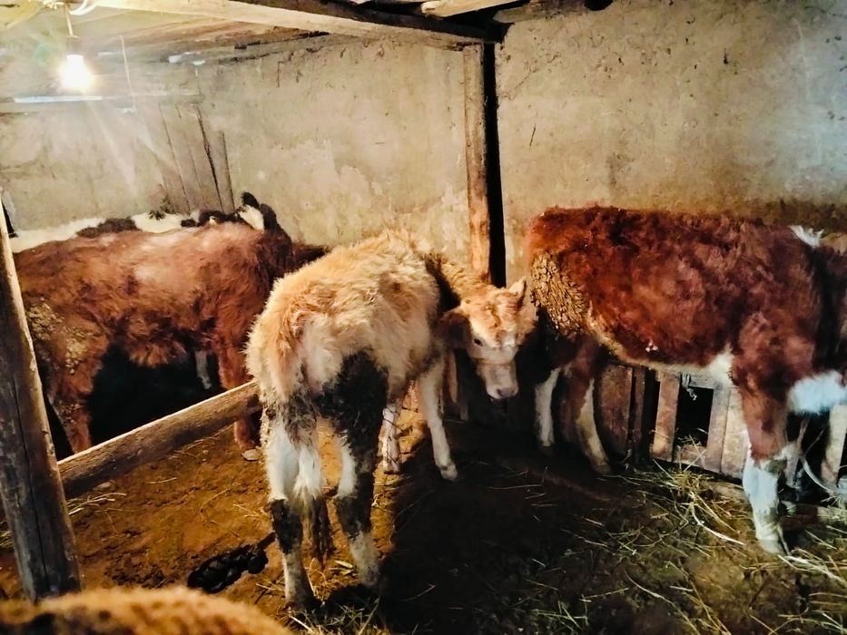 Телята тёлки продам