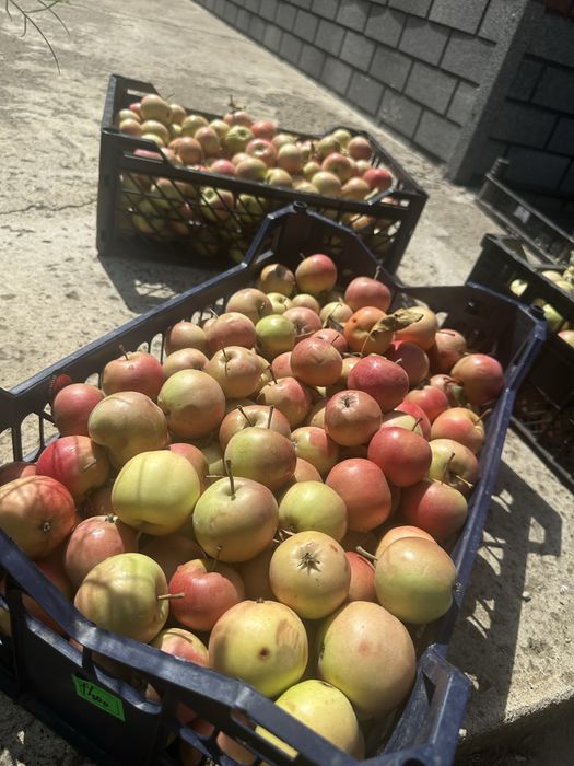 Продам яблоки Недзвецкого сорта