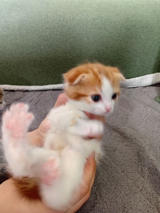 Котята шотландцы