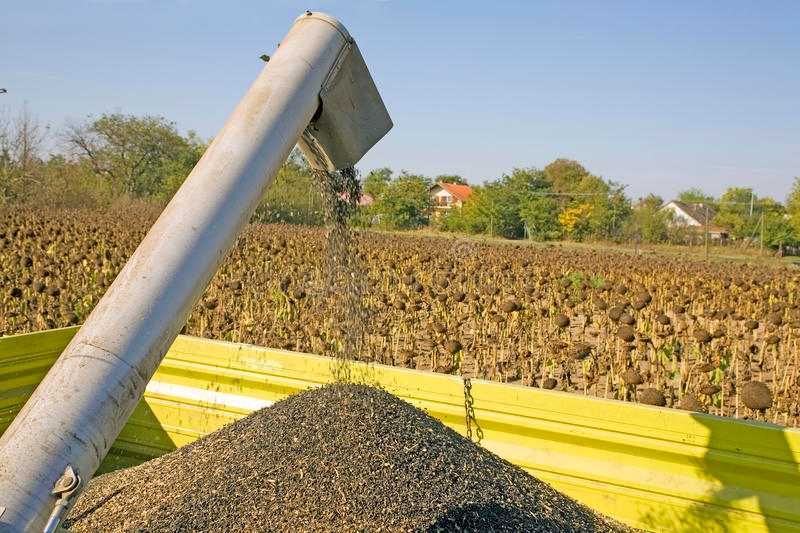 Grau (panificatie) 1.3 lei/kg, Sahateni, Buzau