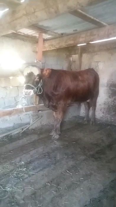 Бұқалар сатылады