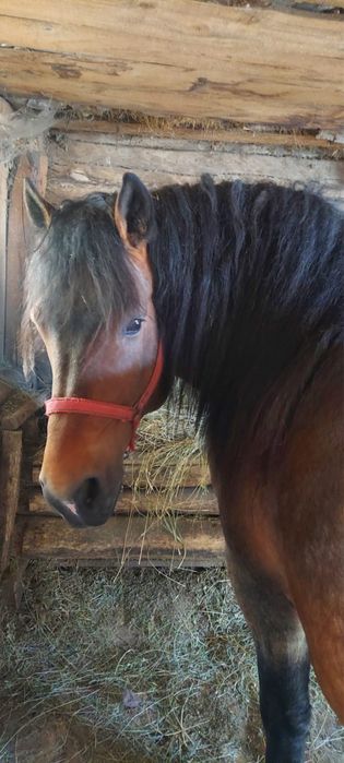 Vand armasar de 5 ani.