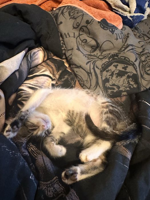 Подарявам 3 котенца