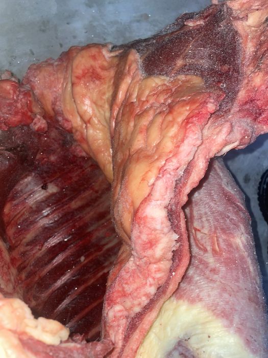 Соғым. Жабағы еті. Семейден келді.