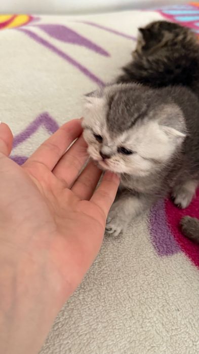 Продаётся котята