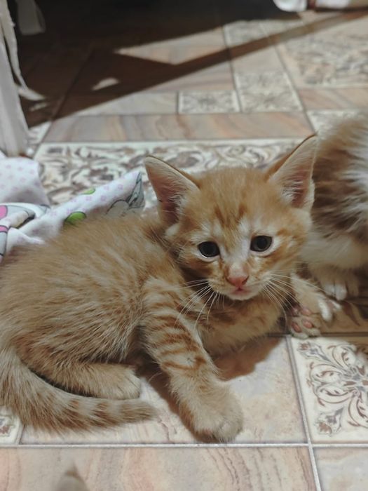 Отдам котят в хорошие руки.