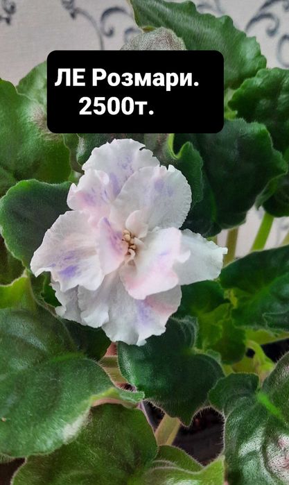 Продам цветущие фиалки