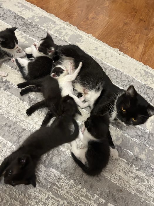 Котята ищут дом
