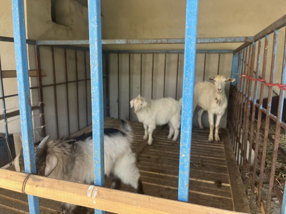 Орыс ешкі  екі лағы мен