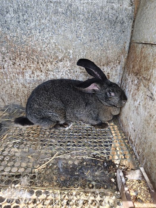 Зайка Великанка.