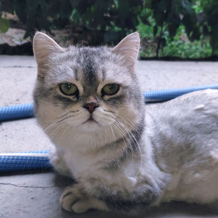 Vyazka Manchikin qiz mushuklani taklif qiladi.