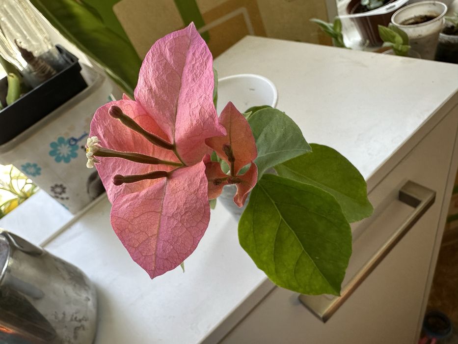 Продается комнатные цветы