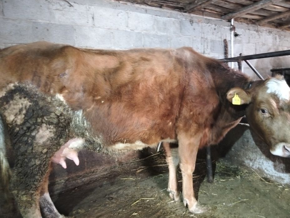 Продам две коровы