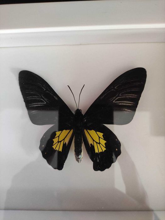 Истински пеперуди - в рамка