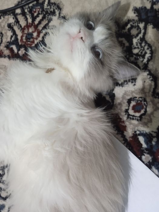 erkak mushuk parodiali