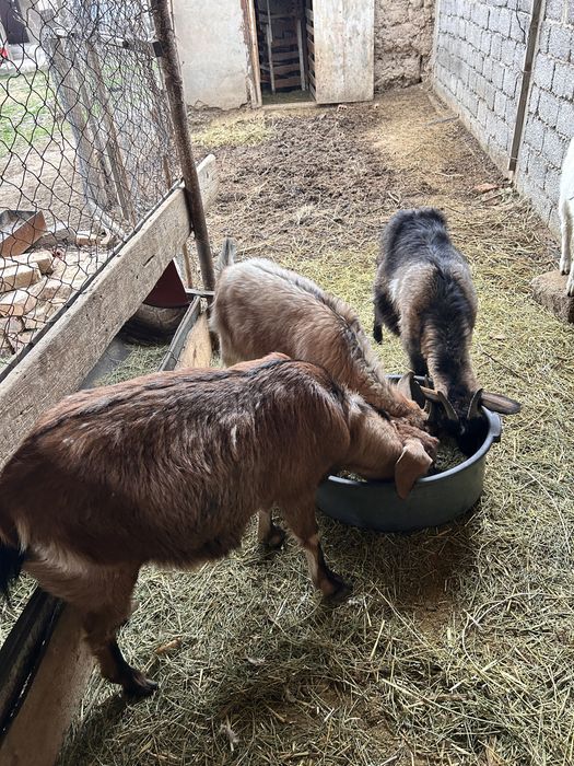 Қашқан ешкілер сатылады