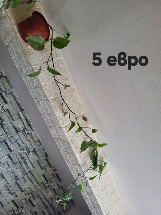 Алое вера и цветя