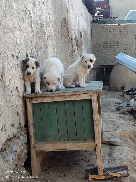 Alabay it bolasi sotiladi erkak narx 700 min zoti toza urgʻochi ham bo