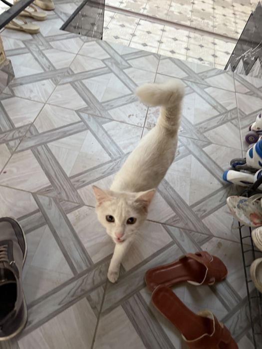 Котенки белая и шоколадная