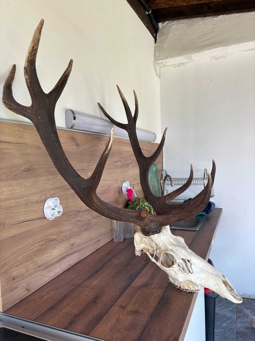 Рога на благороден елен - трофей