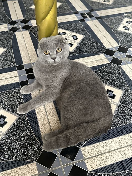 Кот нуждается в вязке,ищем самку