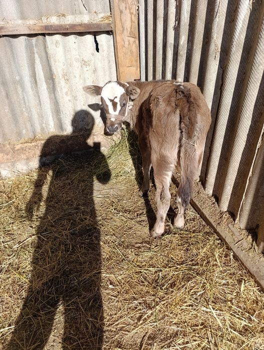 Продам корову с теленком
