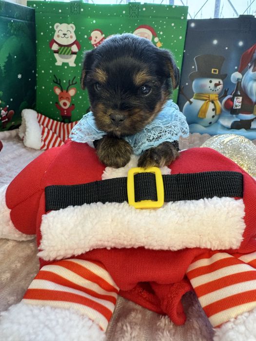 Щенки йоркширского терьера