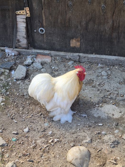 Turturele razatoare cochinchina pitic,australorp perusi berbec pitic