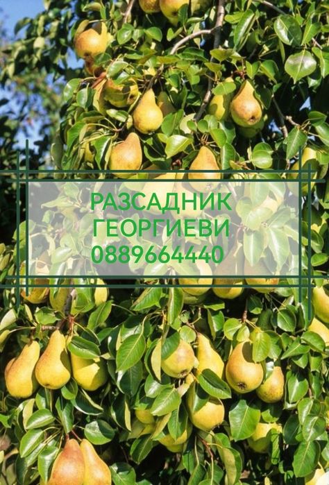 Мини (колонни) овощни дръвчета