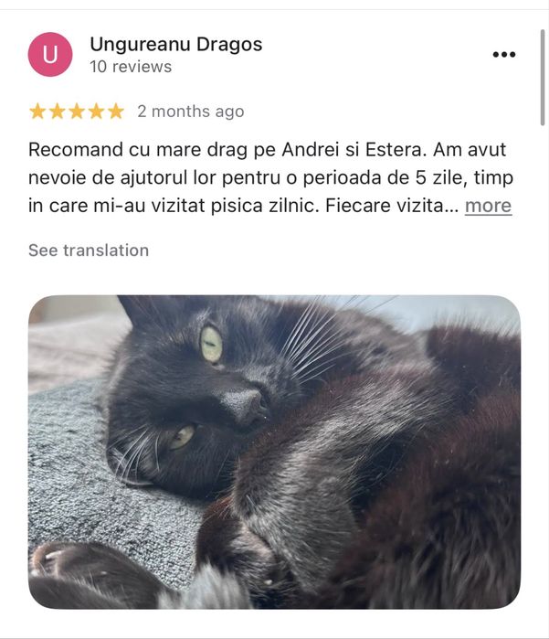 Cat Sitter la domiciliu Brasov