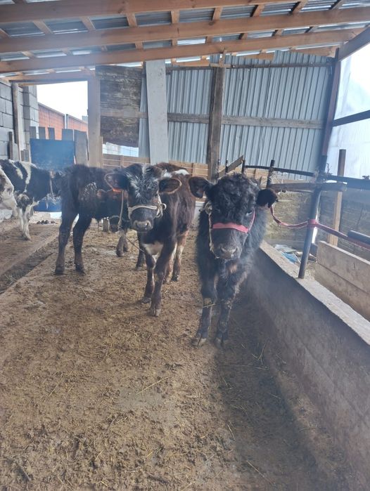 Бузаулар сатылады