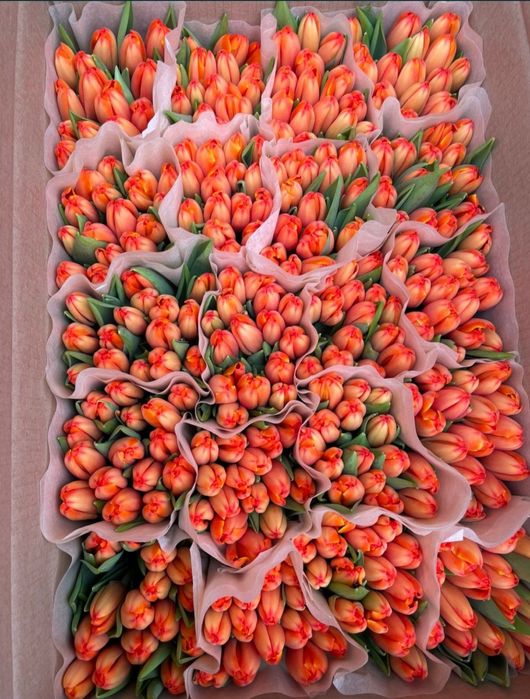 Тюльпаны ОПТОМ Кокшетау 400тг