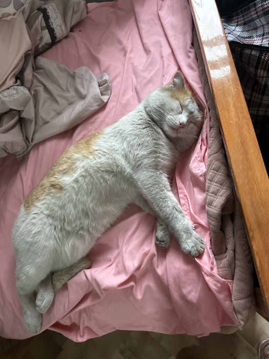 Отдам кота даром