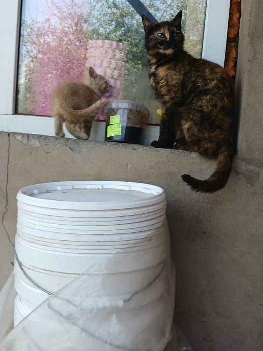 Котята дворянской породы