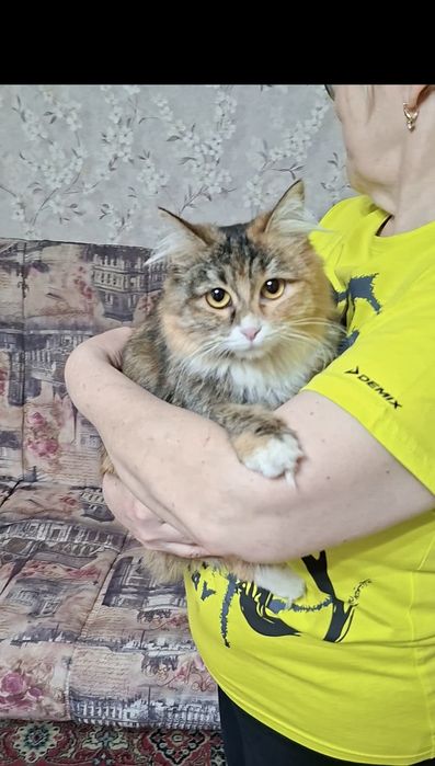 Молоденькая кошечка Марфуша в добрые руки!