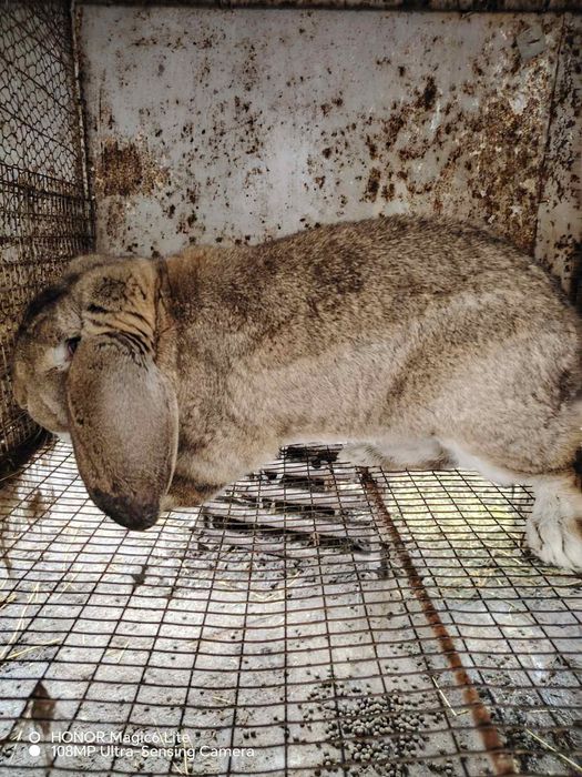 Продавам млади зайци