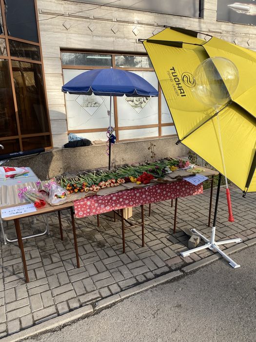 Продам тюльпаны