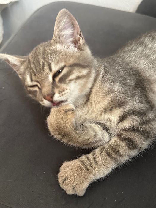 Отдам даром котенка