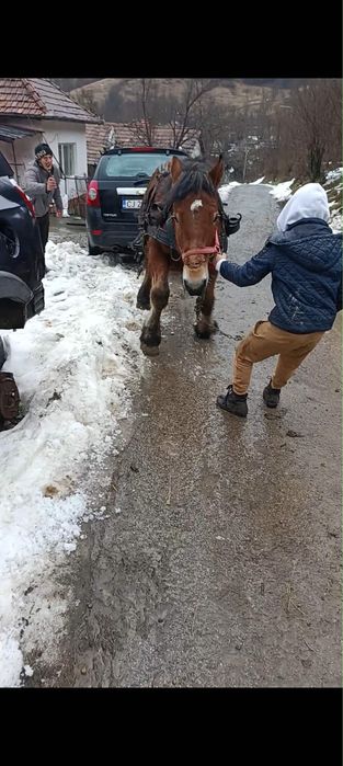 Vand  doi manji si o iapa