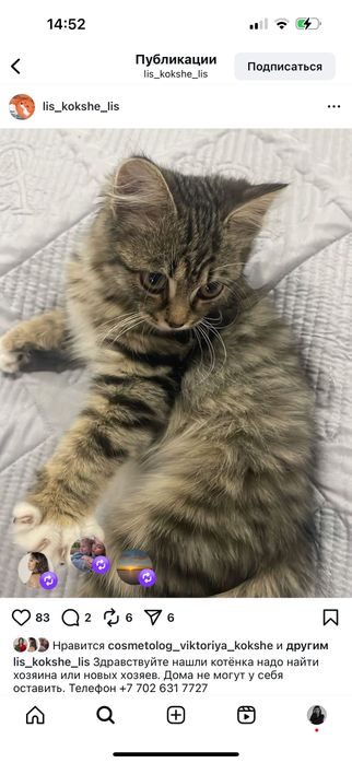 Котенок мальчик бесплатно