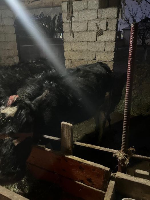 Сыйырлар сатыладыь