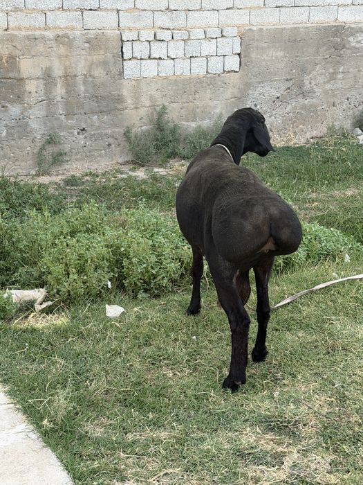 Qochqor sotiladi